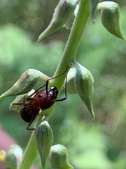 Camponotus floridanus