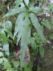 Leptochilus ellipticus