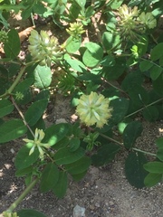 Astragalus glycyphyllos