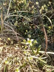 Clematis montevidensis