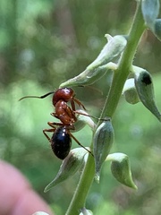 Camponotus floridanus
