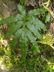 Leptochilus ellipticus