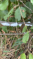 Prociphilus tessellatus