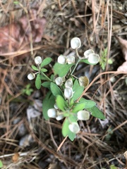 Scutellaria integrifolia