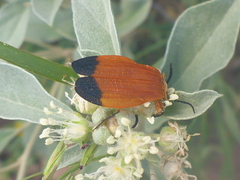 Lycus fernandezi
