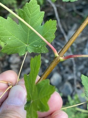 Acer opalus