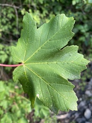 Acer opalus