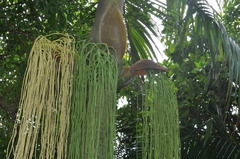 Deckenia nobilis