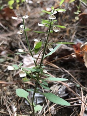 Scutellaria integrifolia