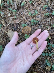 Cortinarius semisanguineus