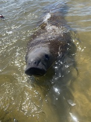 Trichechus manatus