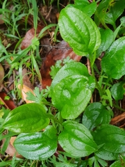 Hackelia latifolia