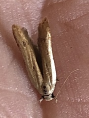 Mesophleps adustipennis