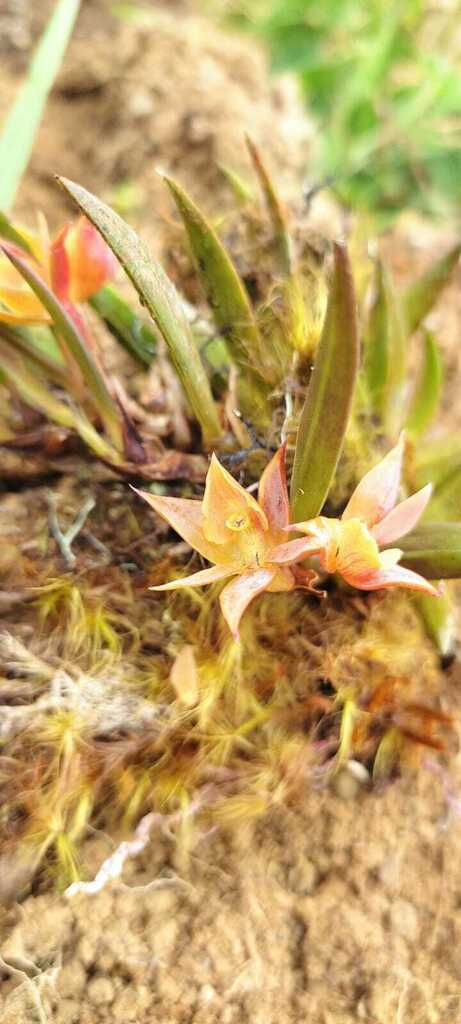 Epidendrum garayi Hágsater