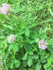 Trifolium medium