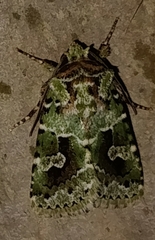 Lacinipolia