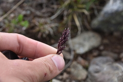 Poa