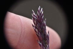 Poa