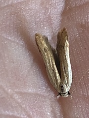 Mesophleps adustipennis