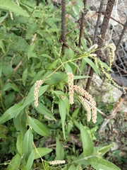 Persicaria lapathifolia