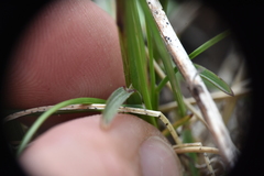 Poa