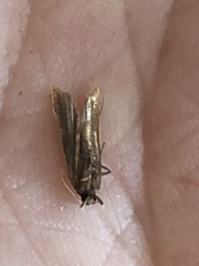 Mesophleps adustipennis