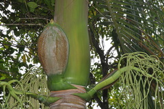 Deckenia nobilis