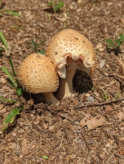 Amanita rubescens