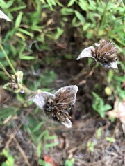 Elephantopus tomentosus