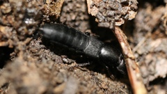 Ocypus nitens