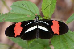 Heliconius erato phyllis
