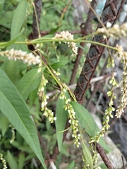 Persicaria lapathifolia