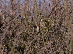 Nectariniidae