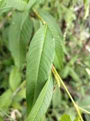 Persicaria lapathifolia