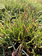 Salicornia pacifica