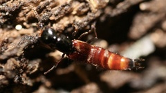 Hesperus baltimorensis