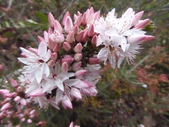 Calytrix alpestris
