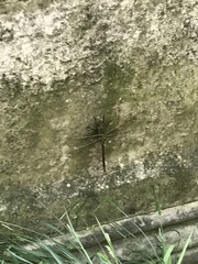 Anax longipes