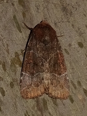 Hampsonodes mastoides