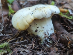 Cantharellus subalbidus