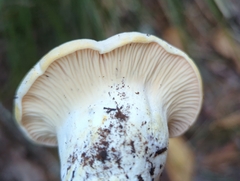 Cantharellus subalbidus