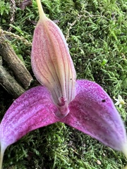 Masdevallia caudata