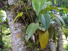 Pleurothallis matudana