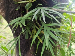 Phlebodium pseudoaureum