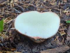 Rhizopogon