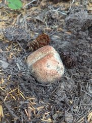 Rhizopogon