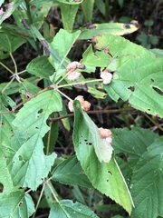 Neolasioptera farinosa