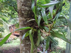 Prosthechea ochracea