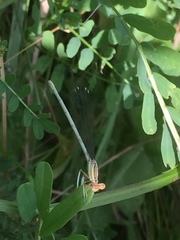 Platycnemis
