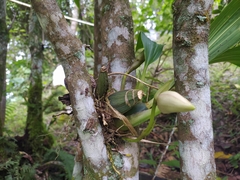 Maxillariinae